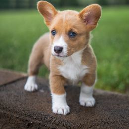 Oregano ($1,500) - Red Pembroke Welsh Corgi puppy in Blue Ridge, Georgia from My Shepherd’s Dream Farm Corgis