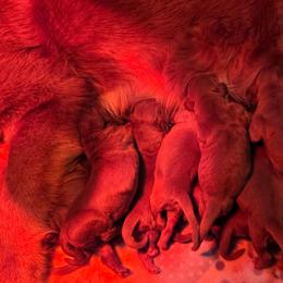 Boy 3 - Dark golden male Golden Retriever puppy in Mt Solon, Virginia from Emma's Golden Puppers