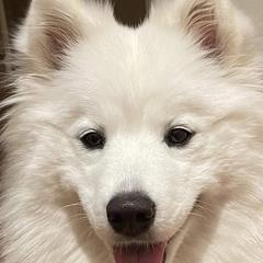 Kaytya - Samoyed