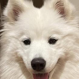 Kaytya - Samoyed