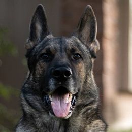 German Shepherds from Wired K9