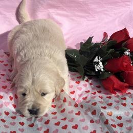 Golden Retriever and Shetland Sheepdog Puppies from Az K9 Companions