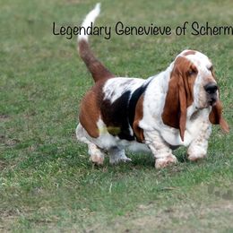 Genny - Basset Hound