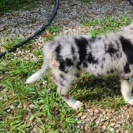 Border Collie, Miniature American Shepherd, and Miniature Australian Shepherd Puppies from Greenbriar Hills