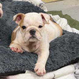 Lola - Fawn and white female Bulldog puppy in Cumming, Georgia from Happy Place Kennels
