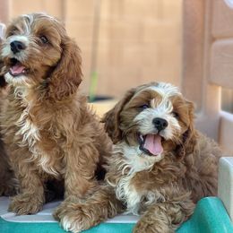 Cavapoo Puppies from Perfect Puppy Paws