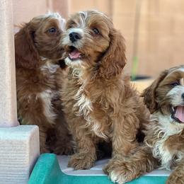 Cavapoo Puppies from Perfect Puppy Paws