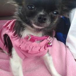 Chihuahua Puppies from Chilove Chihuahuas