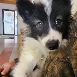 Native American Indian Dog Puppies from Corn Moon Kennels