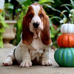 Ramoura - Black white and brown female Basset Hound puppy in Pollock, Missouri from Northstar
