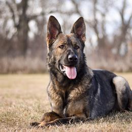 German Shepherd All Grown Up from Sonnengold German Shepherds