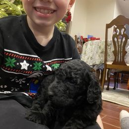 Poodle Puppies from D and D Standard Poodles