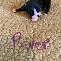 River - Black and white male Boston Terrier puppy in Brown City, Michigan from Mae Boston Terriers