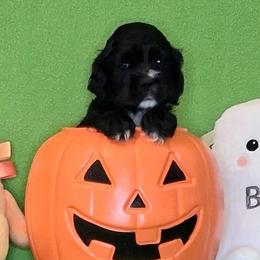 Jacqueline - Black female Cocker Spaniel puppy in Crossville, Tennessee from Timber Sunrise Cockers