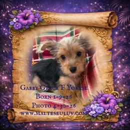 Gabby Grace - Black and gold female Yorkshire Terrier puppy in Silverhill, Alabama from Malteseuluv’s Tiny Treasurers