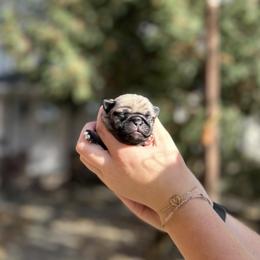 Gema - Pug puppy from Milan Pugs