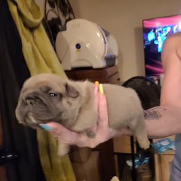 French Bulldog Puppies from 4 Leaf Frenchies