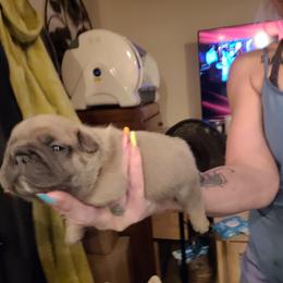 French Bulldog Puppies from 4 Leaf Frenchies