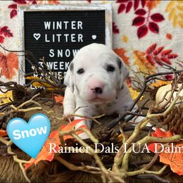 Girl 6 - White and black female Dalmatian puppy in Joshua, Texas from Rainier DALS LUA Dalmatians