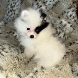 Winx - Black parti female Pomeranian puppy in Zionville, North Carolina from Shaner Poms