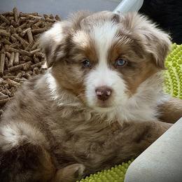 Kaching - Red merle male Miniature American Shepherd puppy in Spring Valley, California from Trifecta Miniature American Shepherds