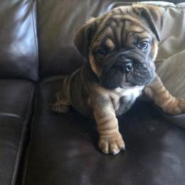 Bulldog Puppies from Grace's Bulldogs