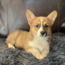 MN - F2 - Sable female Pembroke Welsh Corgi puppy in Stockton, Iowa from Infinity Corgis