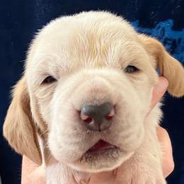 Boy 2 - Red and white male Basset Hound puppy in Kenansville, Florida from Fancy Hounds