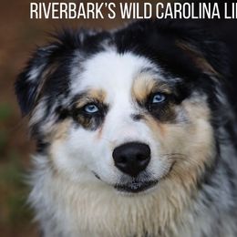 Lily - Australian Shepherd