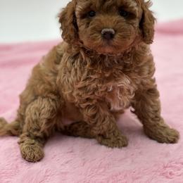 Goldendoodle, Shorkie, and Yorkshire Terrier Puppies from Jenny La Bone