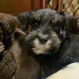 Romeo - Black and silver male Miniature Schnauzer puppy in Panama City, Florida from Emerald Coast Schnauzers