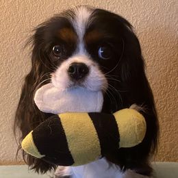 Cavalier King Charles Spaniels from AspenGlow