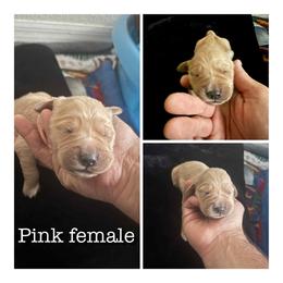 Pink - Golden female Golden Retriever puppy in Groveland, Florida from Daisy Lynn Goldens