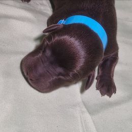 Haven - Chocolate female Labrador Retriever puppy in Waco, Texas from Ancient Dogges Performance Dogs