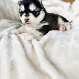 Boy 2 - Black and white male Pomsky puppy in Yavapai County, Arizona from Pawsh Pomskies