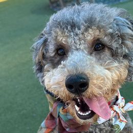 Bernedoodles from Peach & Pawmetto Doodles