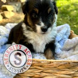 Grey Collar - Black tri-color female Australian Shepherd puppy in Winston Salem, North Carolina from Serenity Acres Aussies