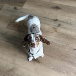 Posie - Dachshund
