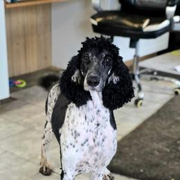 Mocha - Poodle