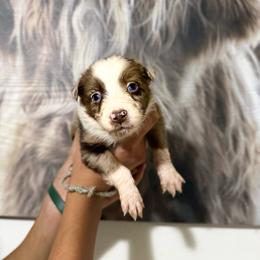 Dakota - Red merle female Miniature Australian Shepherd puppy in Tucson, Arizona from Soqui Ortiz Cattle Ranch