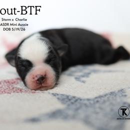 Scout- Black Tri Female (red factored) - Black tri female Miniature Australian Shepherd puppy in Nacogdoches, Texas from TK Standard, Mini, & Toy Aussies