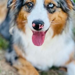 Australian Shepherd puppies from Aussome Okie Aussies