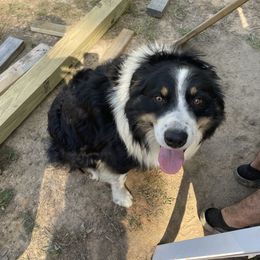 Coop - Australian Shepherd