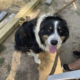 Coop - Australian Shepherd