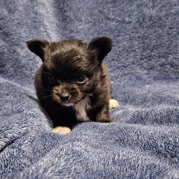 Girl black white - Black and white female Chihuahua puppy in Williamsburg, Virginia from Chloe & Friends