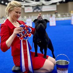 Staffordshire Bull Terriers from Theatric Staffords