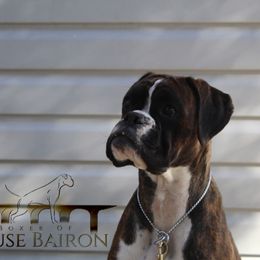 Boxers from Boxer of House Bairon