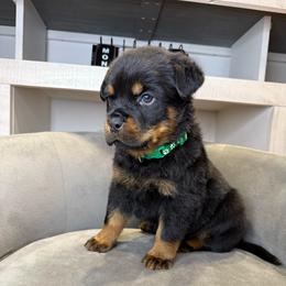 Green girl - Black and mahogany female Rottweiler puppy in Fallon, Nevada from Vom Haus Flores