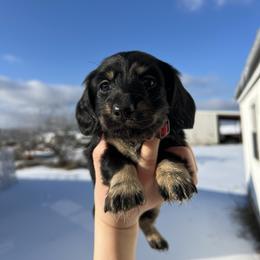 Oscar - Black and cream male Dachshund puppy in Nashville, Arkansas from Cuddles n Curls