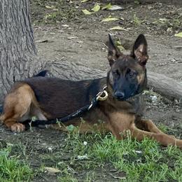 Peter - Red sable male Belgian Malinois puppy in Chino, California from BlueStone K9
